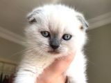 Scottish Fold Ve British Shorthair Blue Point Erkek Yavrular