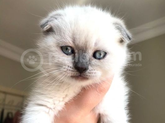 Scottish Fold Ve British Shorthair Blue Point Erkek Yavrular görsel