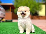 Orijinal Ayı Surat Teddybear Boo Pomeranian Oğlumuz Kujo
