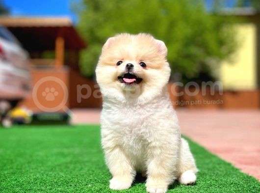 Orijinal Ayı Surat Teddybear Boo Pomeranian Oğlumuz Kujo görsel