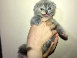 Tamamen Saf 6 Adet Kedi
