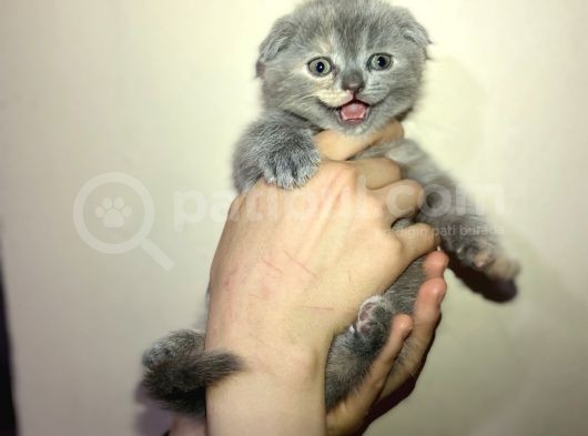 Tamamen Saf 6 Adet Kedi görsel