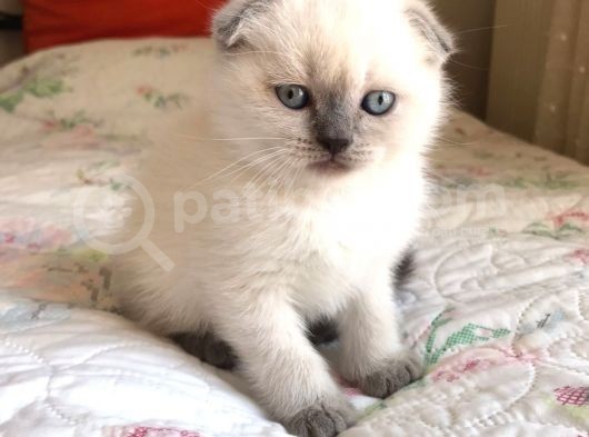 Scottish Fold Ve British Shorthair Blue Point Erkek Yavrular görsel
