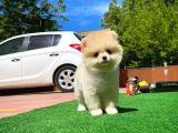 Orijinal Ayı Surat Teddybear Boo Pomeranian Oğlumuz Kujo