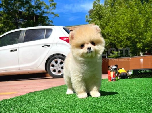 Orijinal Ayı Surat Teddybear Boo Pomeranian Oğlumuz Kujo görsel