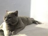 British Shorthair Lilac Erkek 1.5 Yaşında
