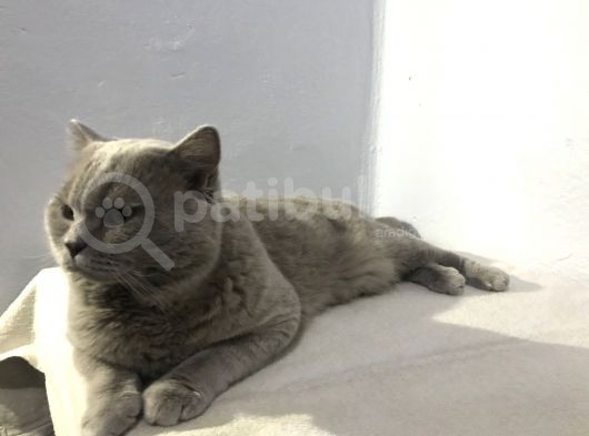 British Shorthair Lilac Erkek 1.5 Yaşında görsel