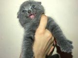 Tamamen Saf 6 Adet Kedi