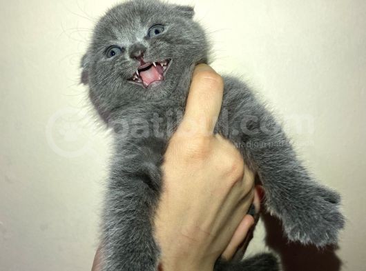Tamamen Saf 6 Adet Kedi görsel