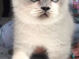 Scottish Fold Ve British Shorthair Blue Point Erkek Yavrular