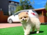 Orijinal Ayı Surat Teddybear Boo Pomeranian Oğlumuz Kujo