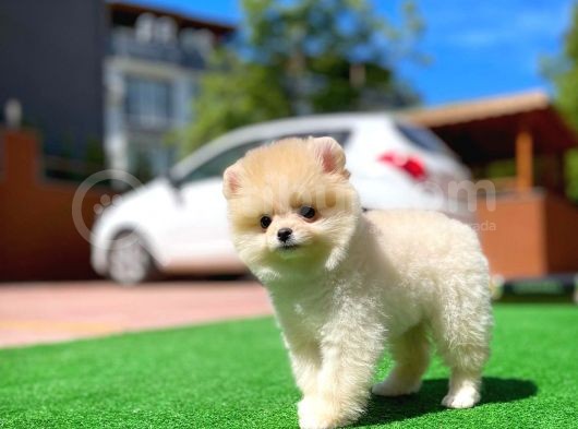 Orijinal Ayı Surat Teddybear Boo Pomeranian Oğlumuz Kujo görsel