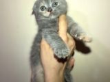 Tamamen Saf 6 Adet Kedi