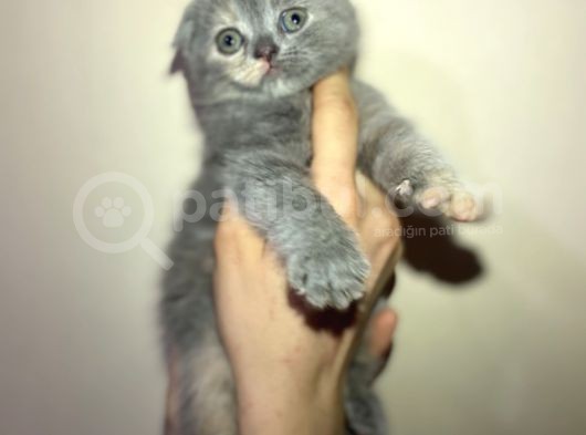 Tamamen Saf 6 Adet Kedi görsel