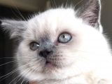 Scottish Fold Ve British Shorthair Blue Point Erkek Yavrular
