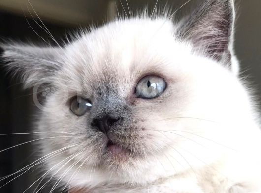 Scottish Fold Ve British Shorthair Blue Point Erkek Yavrular görsel