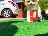 Orijinal Ayı Surat Teddybear Boo Pomeranian Oğlumuz Kujo