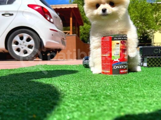 Orijinal Ayı Surat Teddybear Boo Pomeranian Oğlumuz Kujo görsel