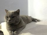 British Shorthair Lilac Erkek 1.5 Yaşında