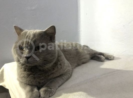 British Shorthair Lilac Erkek 1.5 Yaşında görsel