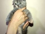Tamamen Saf 6 Adet Kedi