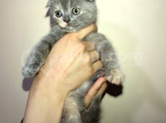 Tamamen Saf 6 Adet Kedi görsel