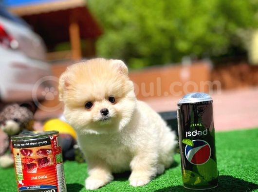 Orijinal Ayı Surat Teddybear Boo Pomeranian Oğlumuz Kujo görsel