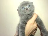 Tamamen Saf 6 Adet Kedi