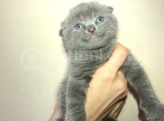 Tamamen Saf 6 Adet Kedi