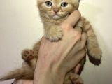 Tamamen Saf 6 Adet Kedi