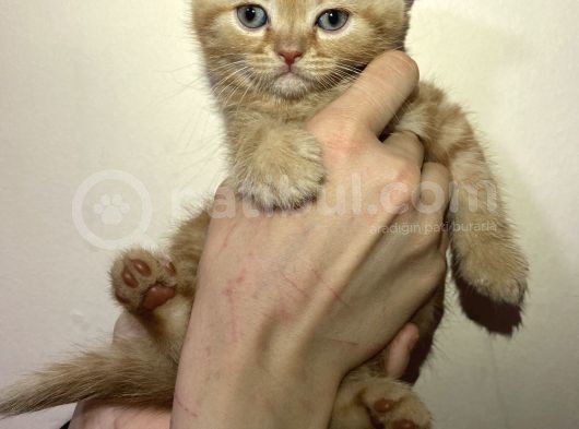 Tamamen Saf 6 Adet Kedi görsel