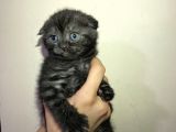 Tamamen Saf 6 Adet Kedi