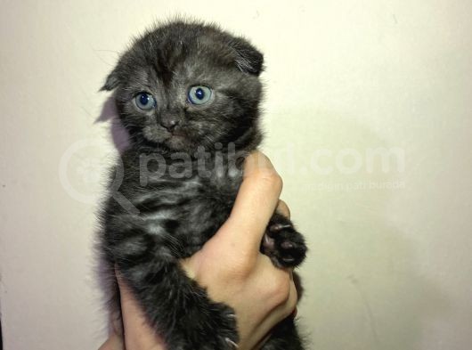 Tamamen Saf 6 Adet Kedi görsel