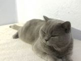 British Shorthair Lilac Erkek 1.5 Yaşında