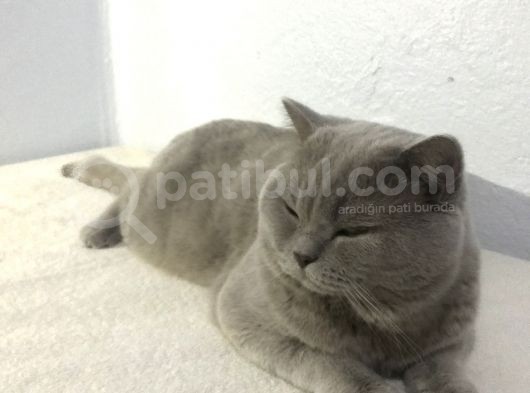 British Shorthair Lilac Erkek 1.5 Yaşında görsel