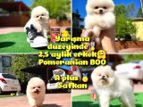 Orijinal Ayı Surat Teddybear Boo Pomeranian Oğlumuz