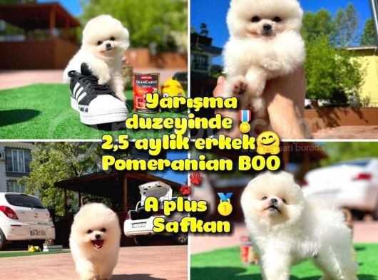 Orijinal Ayı Surat Teddybear Boo Pomeranian Oğlumuz