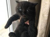Bayram Şekeri Britishler