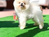 Orijinal Ayı Surat Teddybear Boo Pomeranian Oğlumuz