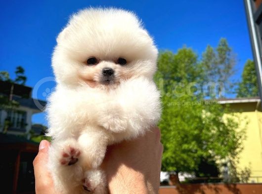 Orijinal Ayı Surat Teddybear Boo Pomeranian Oğlumuz görsel