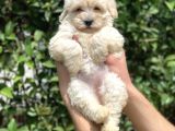 2.5 Aylık Di̇şi̇ Malti̇poo
