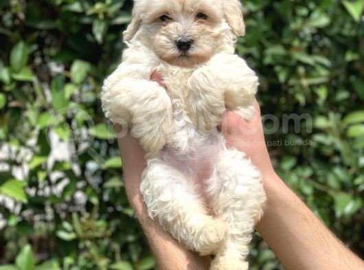 2.5 Aylık Di̇şi̇ Malti̇poo görsel