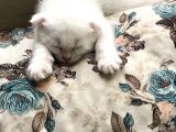 Tonkinese Anne Scottish Fold Baba 24 Mayis’ta Veri̇lecek