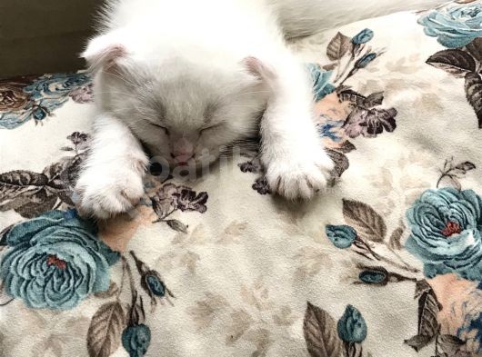 Tonkinese Anne Scottish Fold Baba 24 Mayis’ta Veri̇lecek görsel