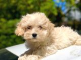 2.5 Aylık Dişi Maltipoo