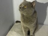 British Shorthair Lilac Erkek 1.5 Yaşında