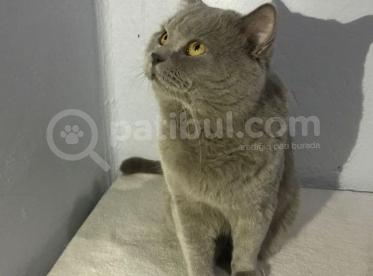 British Shorthair Lilac Erkek 1.5 Yaşında görsel