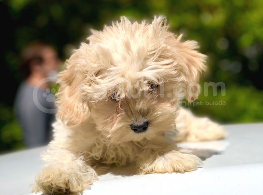 2.5 Aylık Dişi Maltipoo görsel