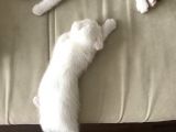 Tonkinese Anne Scottish Fold Baba 24 Mayis’ta Veri̇lecek