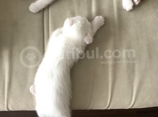 Tonkinese Anne Scottish Fold Baba 24 Mayis’ta Veri̇lecek görsel